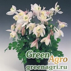 Семена Аквилегия вееровидная (Aquilegia flabellata) "Cameo f1" (blush) Raw 1000 шт.