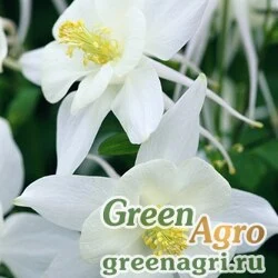 Семена Аквилегия голубая (Aquilegia caerulea) "Origami f1" (white) Raw 1000 шт.