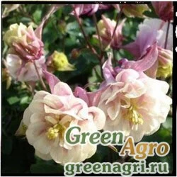 Семена Аквилегия обыкновенная (Aquilegia vulgaris) "Winky Double" (rose white) raw 100 шт.