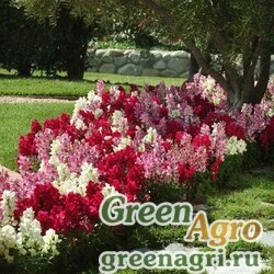 Семена Львиный зев (Антирринум) большой (Antirrhinum majus) "Snapshot F1" (mix merlot) raw 250 шт.