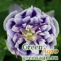 Семена Аквилегия обыкновенная (Aquilegia vulgaris) "Winky Double" (dark blue white) raw 1000 шт.
