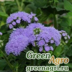 Семена Агератум мексиканский Ageratum houstonianum Everest blue Pelleted 1000