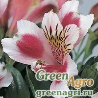 Семена Альстромерия гибридная Alstroemeria hybrida JAZZE ROSE FROST Raw 100