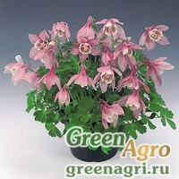 Семена Аквилегия вееровидная Aquilegia flabellata Cameo F1 Pink and white Raw 1000