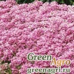 Семена Алиссум морской компактный (Lobularia maritima) "Easter Bonnet" (deep pink) coated 1000 шт.