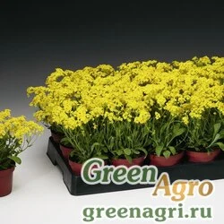 Семена Алиссум скальный (Alyssum saxatile) "Summit" raw 1000 шт.
