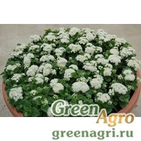 Семена Агератум мексиканский (Ageratum houstonianum) "Aloha F1" (white) raw 1000 шт.