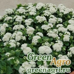 Семена Агератум мексиканский (Ageratum houstonianum) "Aloha F1" (white) raw 1000 шт.