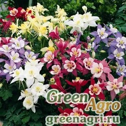 Семена Аквилегия голубая (Aquilegia caerulea) "Origami f1" (mix) Raw 1000 шт.
