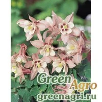 Семена Аквилегия гибридная (Aquilegia hybrida) 