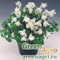 Семена Аквилегия вееровидная (Aquilegia flabellata) "Cameo f1" (white) Raw 1000 шт.