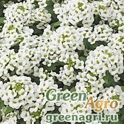 Семена Алиссум морской компактный (Lobularia maritima) "Easter bonnet" (white) Coated 1000 шт.