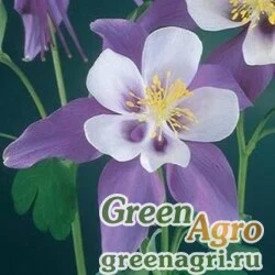 Семена Аквилегия гибридная (Aquilegia hybrida) "Swan f1" (violet and white) Raw 1000 шт.