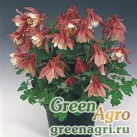 Семена Аквилегия вееровидная (Aquilegia flabellata) "Cameo f1" (rose and white) Raw 1000 шт.