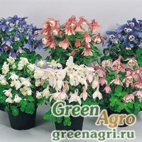 Семена Аквилегия вееровидная (Aquilegia flabellata) "Cameo f1" (mix) Raw 1000 шт.