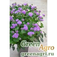 Семена Агератум мексиканский (Ageratum houstonianum) "Blue Planet F1" (blue) pelleted 1000 шт.