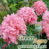 Семена Мак пионоцветковый (Papaver paeoniflorum) (махровая смесь) 150 гр.