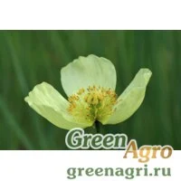 Семена Мак амурский (Papaver amurensis) 1.5 гр.