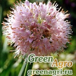 Семена Лук поникающий (Allium nutans) 4 гр.