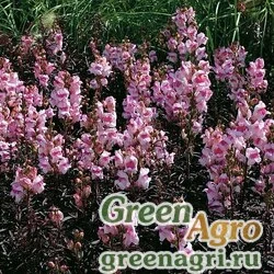 Семена Львиный зев (Антирринум) большой (Antirrhinum majus) "Bronze Dragon" 1 гр.