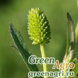 Семена Лютик китайский (Ranunculus chinensis) 6 гр.