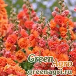 Семена Львиный зев (Антирринум) большой (Antirrhinum majus) "Kimosy" (orange) Произв. 4 гр.