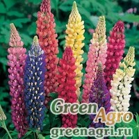 Семена Люпин многолистный (Lupinus polyphyllus) "Russell Strain Minarette" (dwarf mixed) 50 гр.