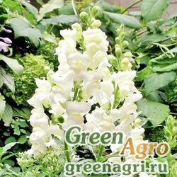 Семена Львиный зев (Антирринум) большой (Antirrhinum majus) "Kimosy" (white) Произв. 4 гр.