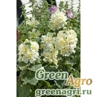 Семена Мальва (Штокроза) розовая (Alcea rosea annua) "Spring Celebrities" (lemon) raw 1000 шт.