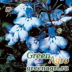Семена Лобелия ежевидная ампельная (Lobelia erinus) "Regatta" (blue splash) raw 1 гр.