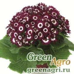 Семена Цинерария гибридная Венеция Бордо виз Ринг 250шт