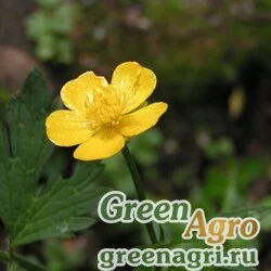 Лютик абхазский (Ranunculus abchasicus) 2 гр.