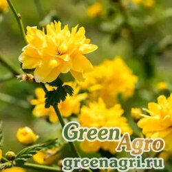Семена Лютик японский (Ranunculus japonica) 17 гр.