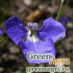 Семена Лобелия тончайшая (Lobelia tenuior) "Wings" (blue) 1 гр.