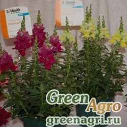 Семена Львиный зев (Антирринум) большой (Antirrhinum majus) "Aromas F1" (mix) Raw Произв. 1000 шт.