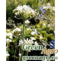 Семена Лук душистый (Allium odorum) 4 гр.