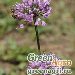 Семена Лук причесночный (Allium scoroprasum) 1 гр.