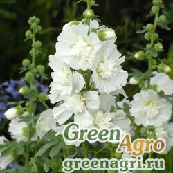 Семена Мальва (Штокроза) розовая (Alcea rosea annua) "Spring Celebrities" (white) raw 1000 шт.