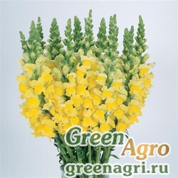 Семена Львиный зев (Антирринум) большой (Antirrhinum majus) "Cool F1" (yellow) raw 1000 шт.