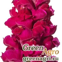 Семена Львиный зев (Антирринум) большой (Antirrhinum majus) "Forerunner F1" (purple) raw 1000 шт.