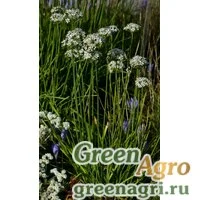 Семена Лук клубненосный (Allium tuberosa) 5 гр.