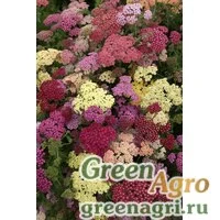 Семена Тысячелистник Саммер Пастел микс 100шт