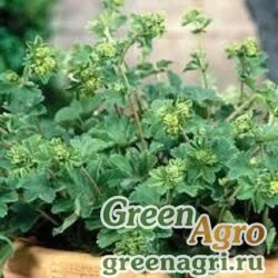 Манжетка красноногая (Alchemilla erythropoda) "Alma" (yellow) 1000 шт.