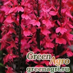 Семена Лобелия прекрасная (Lobelia speciosa) "Starship F1" (rose deep) pelleted 500 шт.
