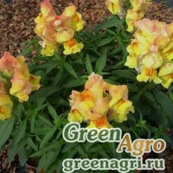 Семена Львиный зев (Антирринум) большой (Antirrhinum majus) "Snappy F1" (peach) Raw 1000 шт.