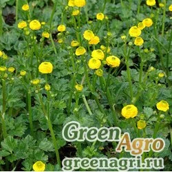 Семена Лютик Франчетти (Ranunculus  franschetii) 15 гр.