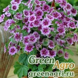 Семена Мальва лесная (Malva sylvestris) "Zebrina" (lilac pink) 15 гр.