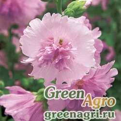 Семена Мальва (Штокроза) розовая (Alcea rosea annua) "Spring Celebrities" (lilac) raw 1000 шт.
