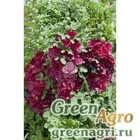 Семена Мальва (Штокроза) розовая (Alcea rosea annua) "Spring Celebrities" (purple) raw 1000 шт.