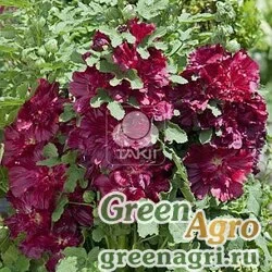 Семена Мальва (Штокроза) розовая (Alcea rosea annua) "Spring Celebrities" (purple) raw 1000 шт.
